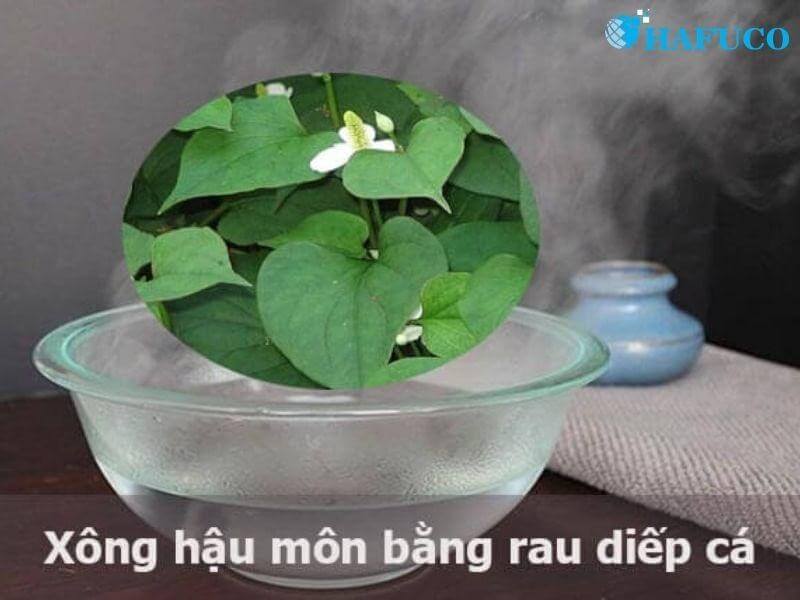 Xông hậu môn với diếp cá trị bệnh trĩ